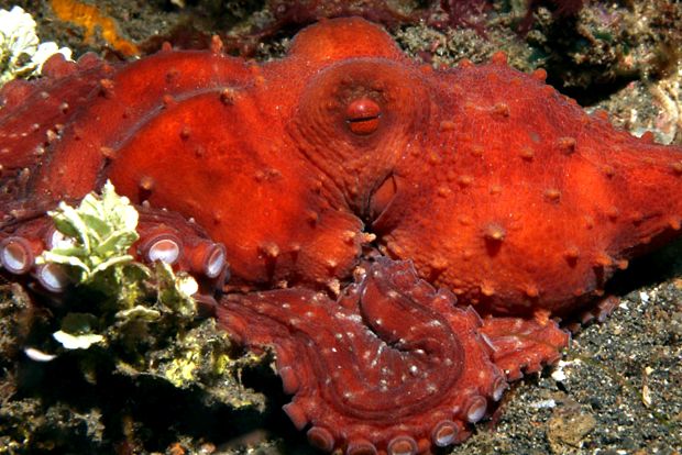 Enciclopedia animalelor de caracatiță enciclopedie