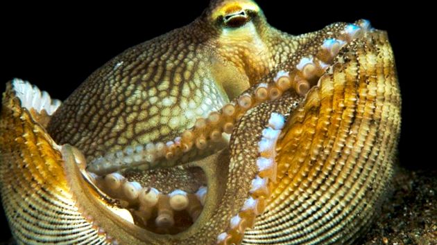Enciclopedia animalelor de caracatiță caracatiță