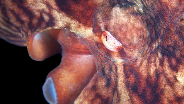 Enciclopedia animalelor de caracatiță cefalopode