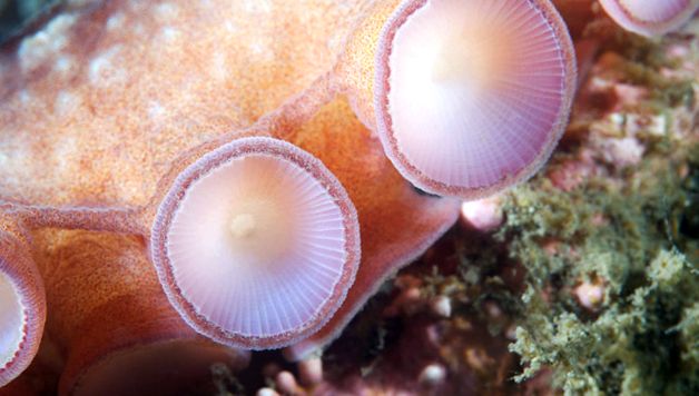 Enciclopedia animalelor de caracatiță enciclopedie