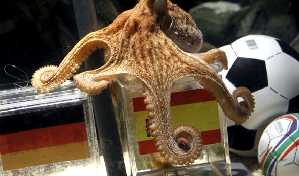 Enciclopedia animalelor de caracatiță animal