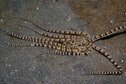 Enciclopedia animalelor de caracatiță specie de caracatiță