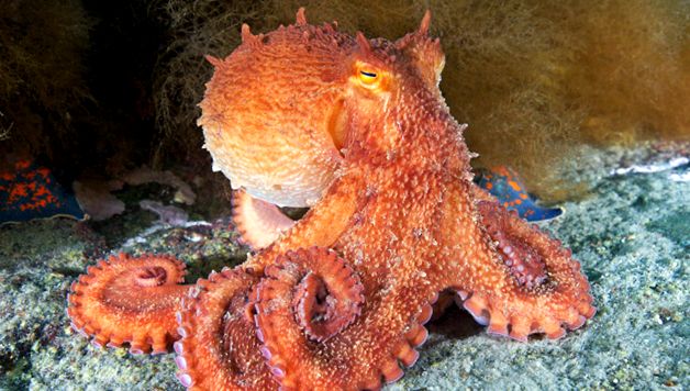 Enciclopedia animalelor de caracatiță caracatiță