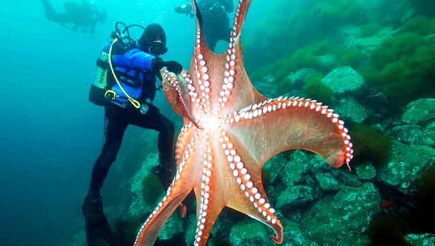 Enciclopedia animalelor de caracatiță cefalopode