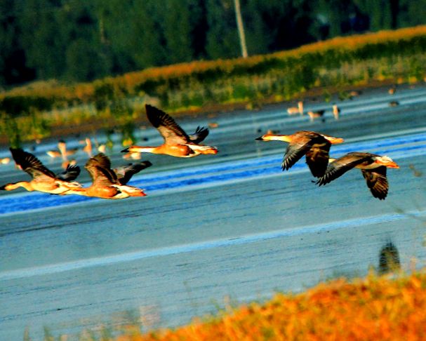 Panjin coasta roșie foc și mare Rezervația naturală Shuantai-Hekou