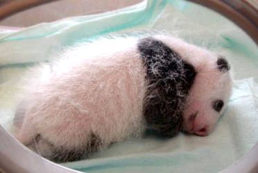 Enciclopedia Animalelor Pandas panda mici