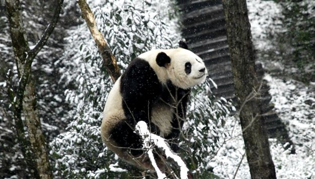 Enciclopedia Animalelor Pandas enciclopedie