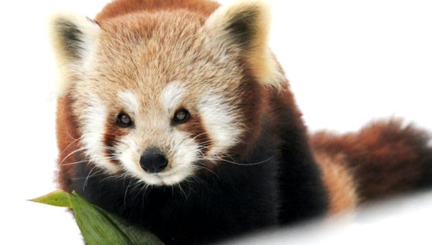 Enciclopedia Animalelor Pandas panda mici