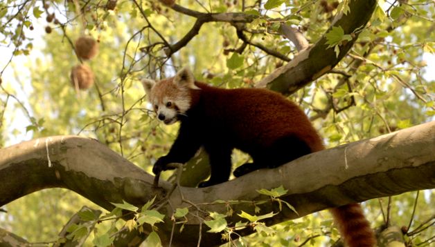 Enciclopedia Animalelor Pandas Micul panda