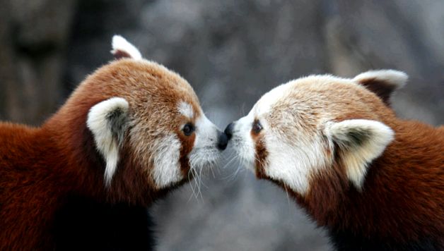 Enciclopedia Animalelor Pandas enciclopedie