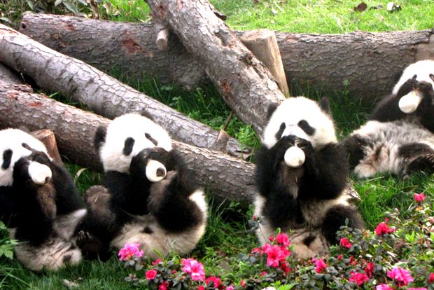 Enciclopedia Animalelor Pandas animal