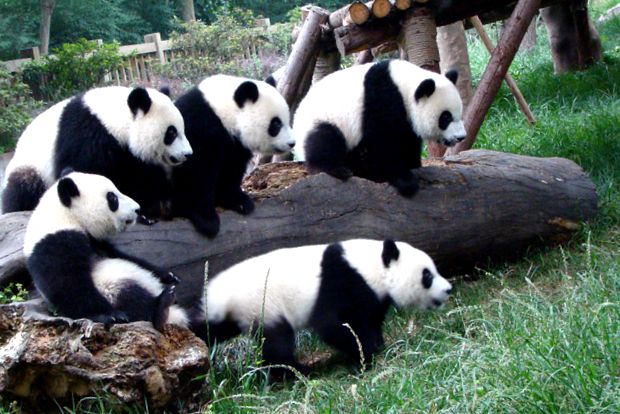 Enciclopedia Animalelor Pandas animal