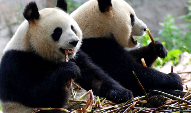 Enciclopedia Animalelor Pandas animal
