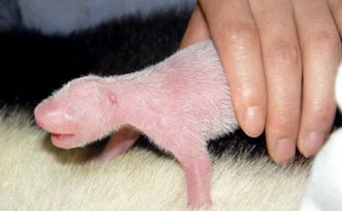 Enciclopedia Animalelor Pandas panda mici