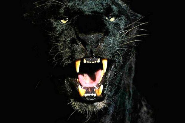 Enciclopedia animalelor Jaguar animal