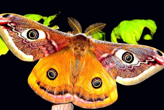 Enciclopedia animalelor Peacock Eyes păun de noapte