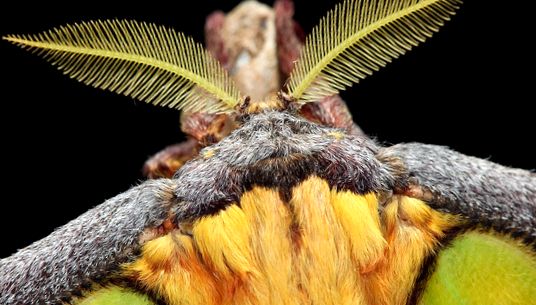 Enciclopedia animalelor Peacock Eyes enciclopedie