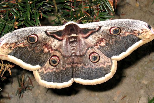 Enciclopedia animalelor Peacock Eyes păun