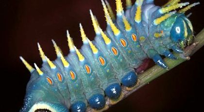 Enciclopedia animalelor Peacock Eyes animal