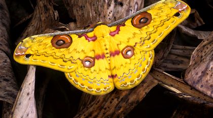 Enciclopedia animalelor Peacock Eyes enciclopedie