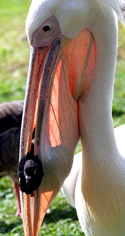 Pelicans Animal Encyclopedia Pelican brun