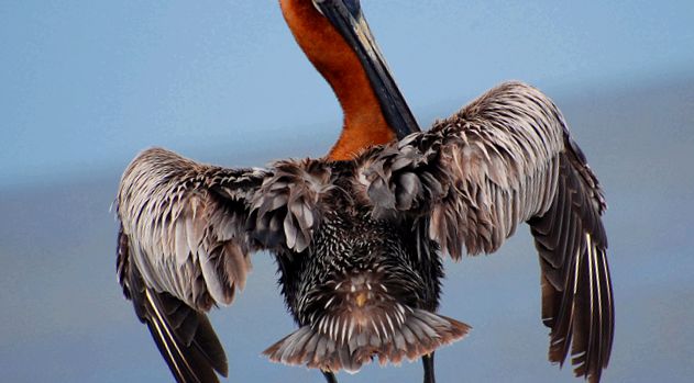 Pelicans Animal Encyclopedia animal