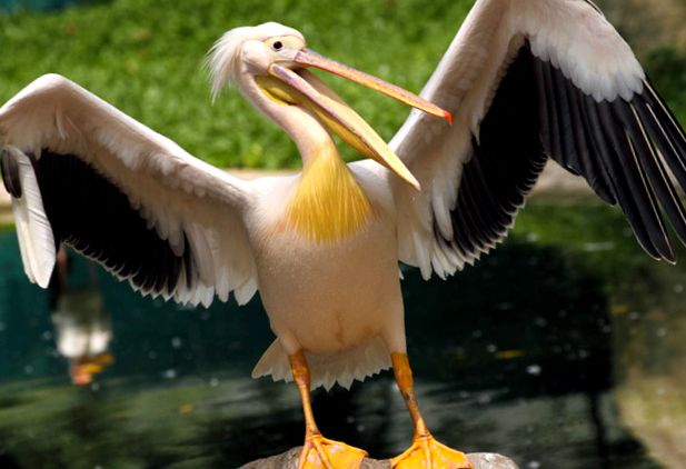 Pelicans Animal Encyclopedia Pelican brun