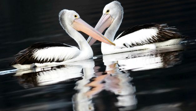 Pelicans Animal Encyclopedia animal