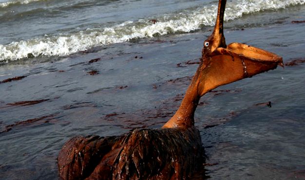Pelicans Animal Encyclopedia animal