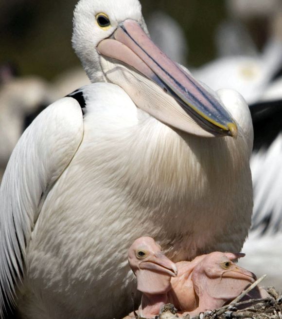Pelicans Animal Encyclopedia Pelican brun
