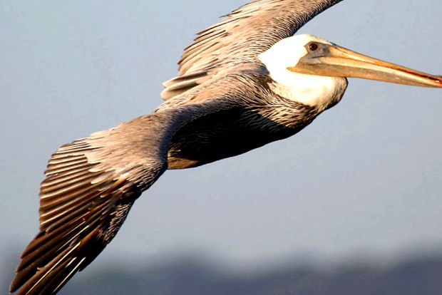 Pelicans Animal Encyclopedia pelican