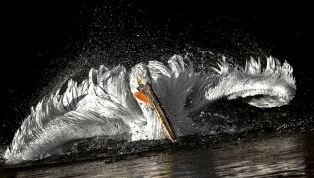 Pelicans Animal Encyclopedia Pelican brun