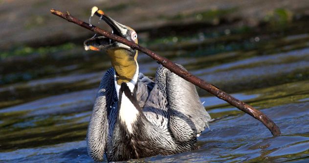 Pelicans Animal Encyclopedia enciclopedie