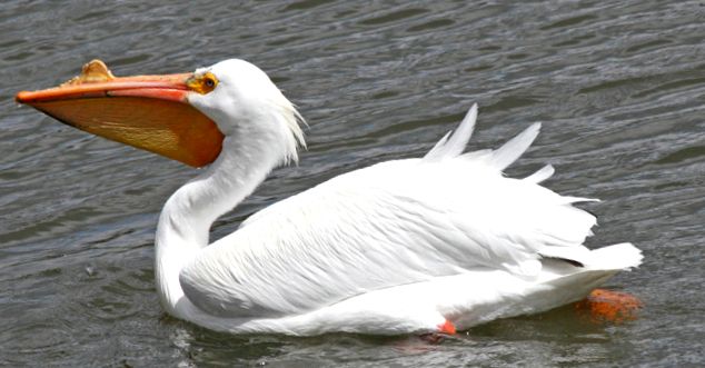 Pelicans Animal Encyclopedia enciclopedie