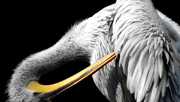 Pelicans Animal Encyclopedia Pelican brun
