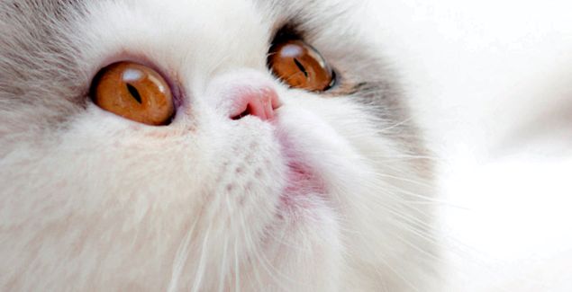 Pisici persane Enciclopedia animalelor persană
