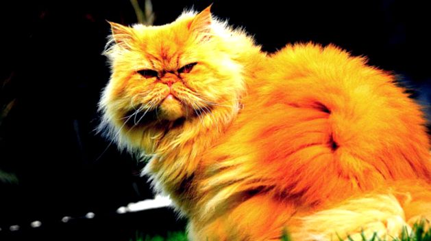 Pisici persane Enciclopedia animalelor enciclopedie