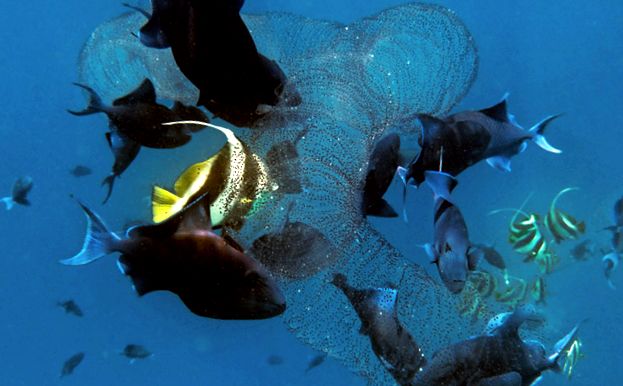 Salps și petarde Enciclopedia animalelor petarde