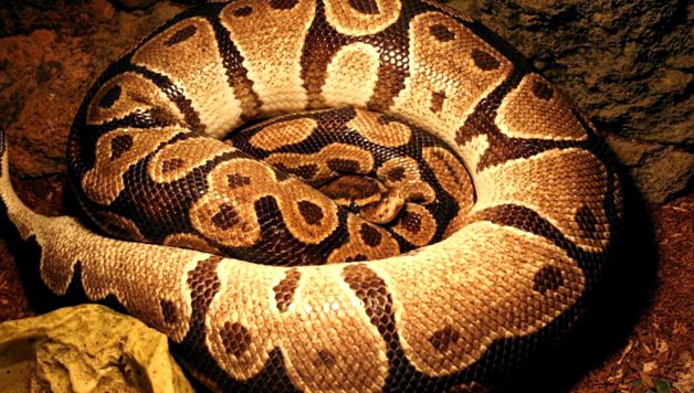 Pitonii se referă la aceste reptile uriașe acești șerpi