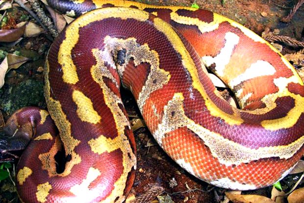 Pitonii se referă la aceste reptile uriașe întreg