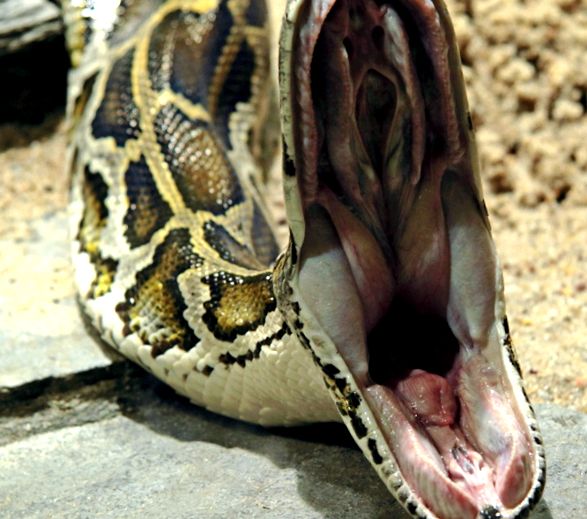 Pitonii se referă la aceste reptile uriașe reptilă