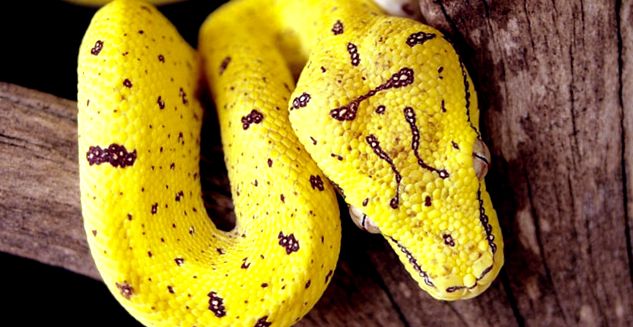 Pitonii se referă la aceste reptile uriașe reptilă