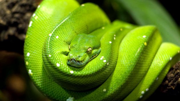 Pitonii se referă la aceste reptile uriașe reptilă