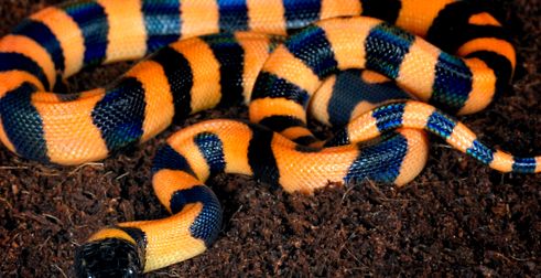 Pitonii se referă la aceste reptile uriașe întreg