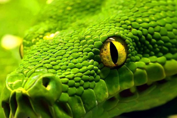 Pitonii se referă la aceste reptile uriașe reptilă