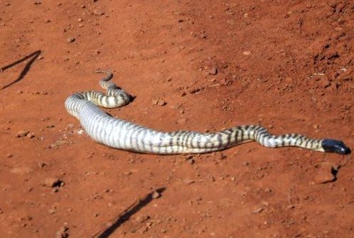 Pitonii se referă la aceste reptile uriașe gigant