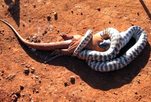 Pitonii se referă la aceste reptile uriașe acești șerpi