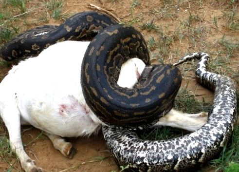 Pitonii se referă la aceste reptile uriașe întreg
