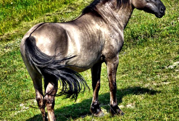 Konik polonez mustang european european