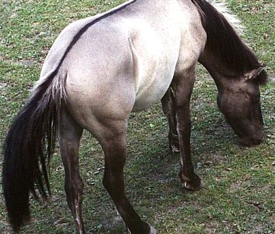 Konik polonez mustang european european